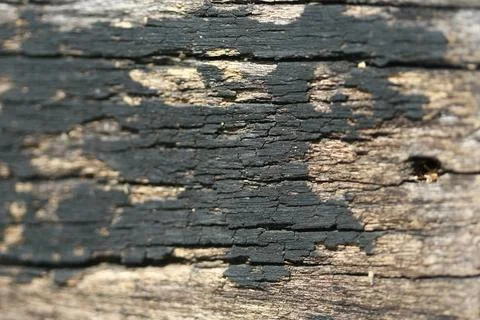 Wooden Bark Texture Background Pattern Wallpaper Close up Stock Photos