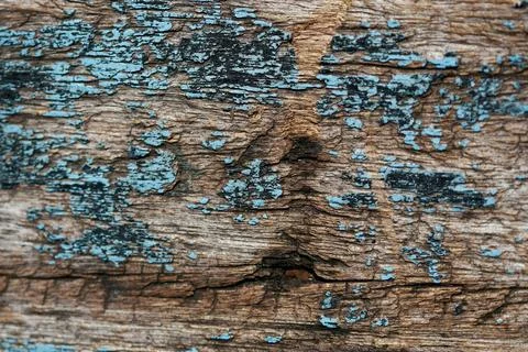 Wooden Bark Texture Background Pattern Wallpaper Close up 스톡 사진
