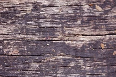 Wooden Bark Texture Background Pattern Wallpaper Close up 스톡 사진