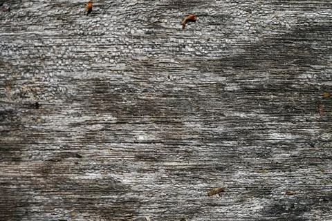 Wooden Bark Texture Background Pattern Wallpaper Close up Foto stock