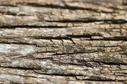 Wooden Bark Texture Background Pattern Wallpaper Close up Stock Photos
