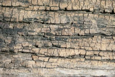 Wooden Bark Texture Background Pattern Wallpaper Close up Stock Photos