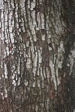 Wooden Bark Texture Background Pattern Wallpaper Close up Foto stock