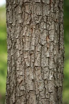 Wooden Bark Texture Background Pattern Wallpaper Close up 스톡 사진