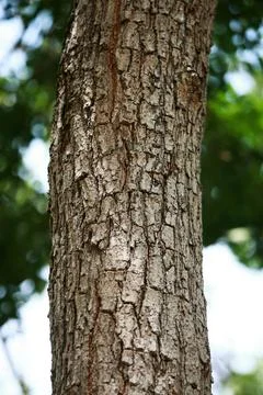 Wooden Bark Texture Background Pattern Wallpaper Close up Stock Photos