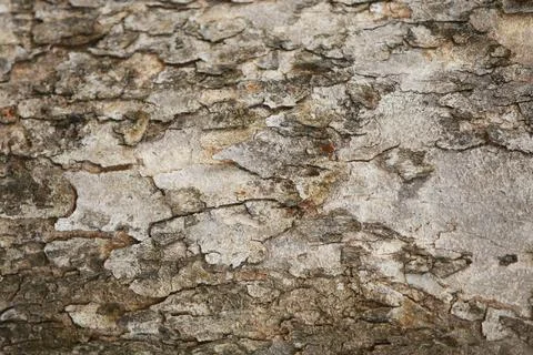 Wooden Bark Texture Background Pattern Wallpaper Close up Stock Photos