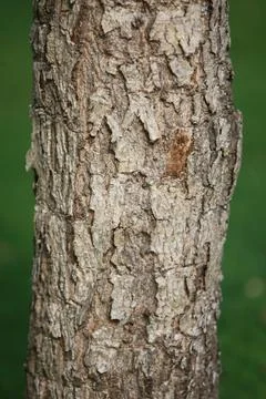 Wooden Bark Texture Background Pattern Wallpaper Close up Foto stock