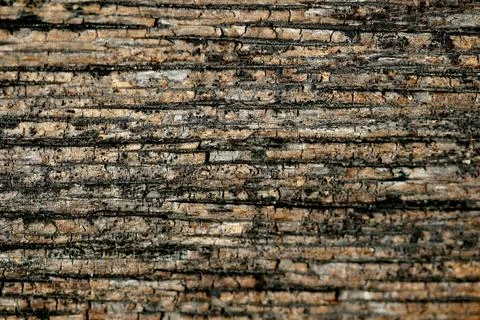 Wooden Bark Texture Background Stock-Fotos
