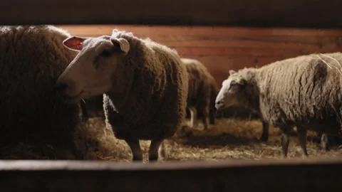 Wooden barn, Quiet animals, Rustic scene Stock Footage 301219616