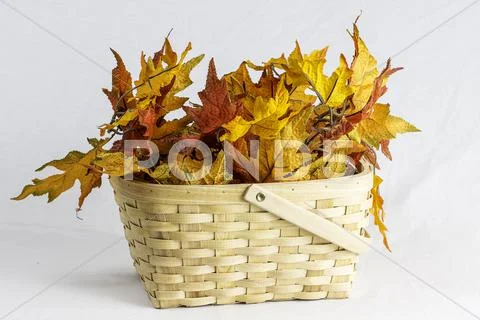 Wooden basket fall leaves Stock Photos