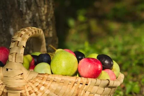 A wooden basket full of apples, pears and plums in the morning sun Stock Photos