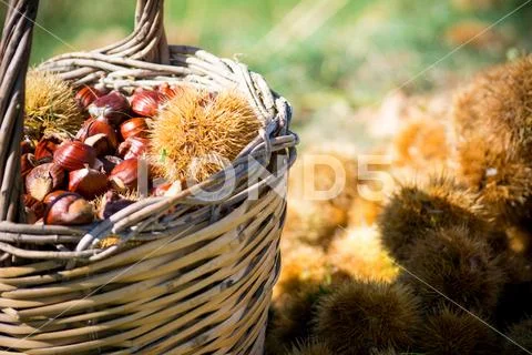 A wooden basket full of chestnuts during the harvest Stock Photos