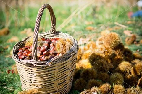 A wooden basket full of chestnuts during the harvest Stock Photos