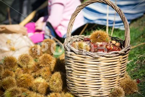 A wooden basket full of chestnuts during the harvest Stock Photos