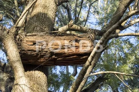 Wooden bee hive in tree Stock Photos