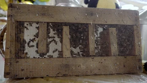 Wooden Beehive Frame with Bees Behind Protective Mesh Screen Stock Footage 334629604