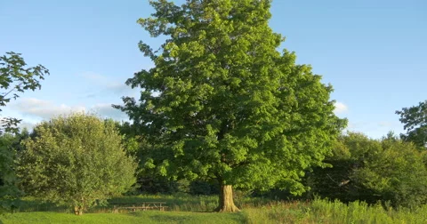 Wooden bench and table between beautiful trees at Caledon, Canada Stock Footage 58811759
