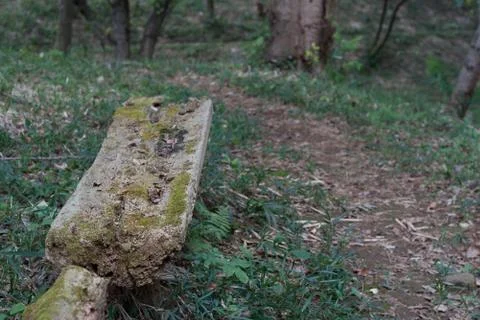 Wooden bench covered by moss in woods Stock Photos