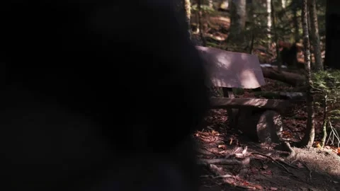 Wooden bench in the forest Stock Footage 184945990