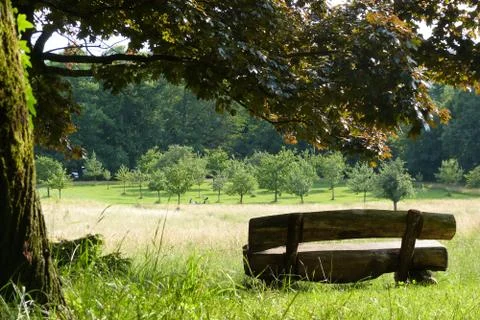 Wooden bench next to tree under branches Stock Photos