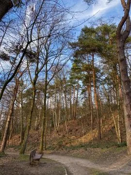 Wooden bench on a path in the forest. Spring landscape. Stock Photos