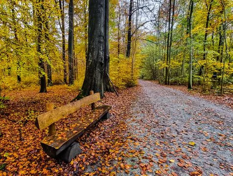Wooden bench on the side of a forest path with fallen leaves of autumn. Stock Photos