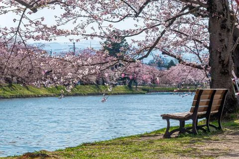 Wooden bench under the cherry tree at the lake Stock Photos