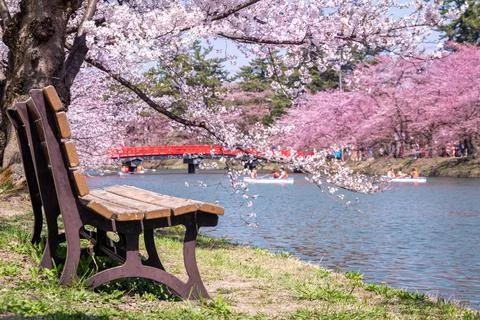 Wooden bench under the cherry tree at the lake Stock Photos