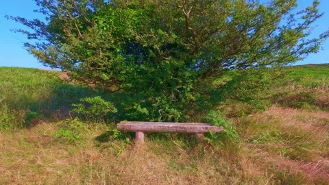 Wooden bench under green tree on hill top in Ireland Stock Footage 340435718