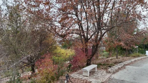 A wooden bench under a large tree Video stock 295504521