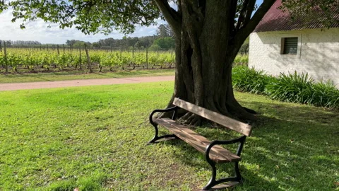Wooden bench underneath tree and vineyards Stock Footage 255332704