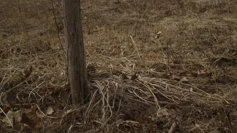 Wooden Bird Feeder 2 Stock Footage