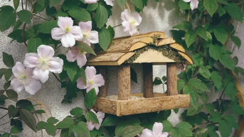 Wooden bird feeder in spring time Stock Footage 241726187