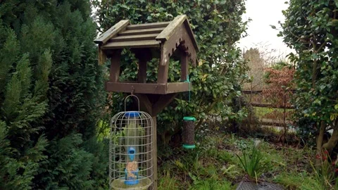 Wooden bird table Stock Footage 228813149