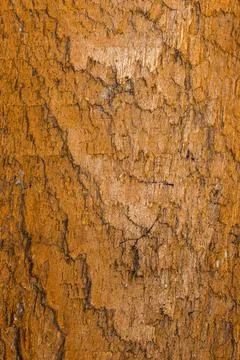 Wooden board texture Stock Photos