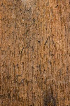 Wooden board texture Stock Photos
