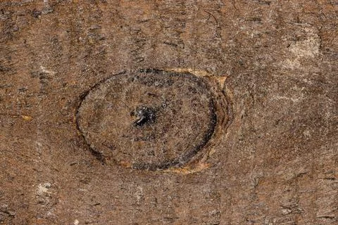 Wooden board texture Stock Photos