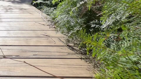 Wooden Boardwalk Path Through Lush Eucalyptus Forest and Ferns Stock Footage 341928068