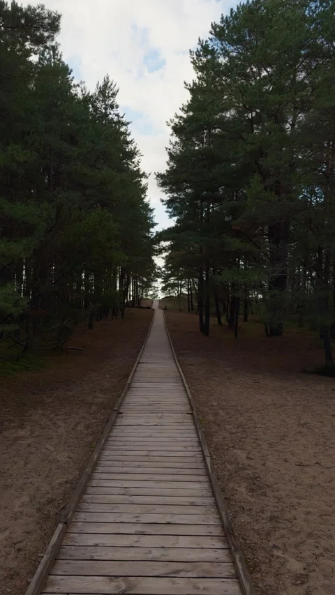 Wooden boardwalk path through pine forest under cloudy sky with tall trees and Stock Footage 346558382