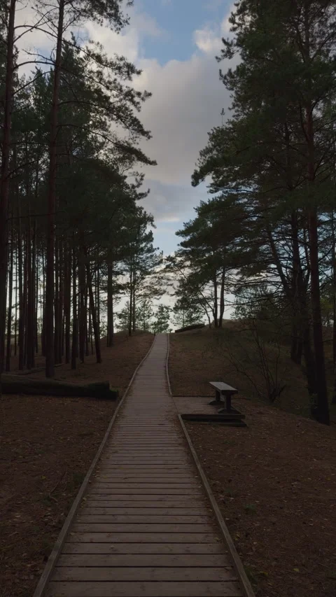Wooden boardwalk path through quiet pine forest under cloudy sky with tall trees Stock Footage 346558401