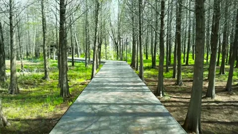 Wooden boardwalk path winding through a forest with tall trees and green grass Video stock 342027978