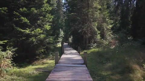Wooden Boardwalk Pathway through Dense Evergreen Forest in Bijambare Park Stock-Footage 342939656