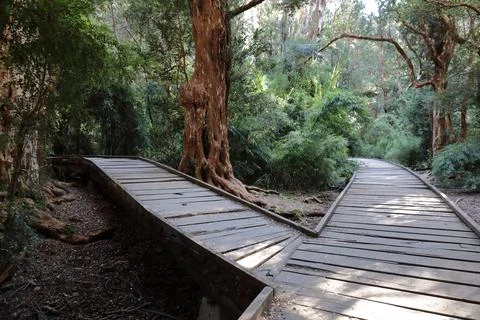 Wooden boardwalk splitting in mystical Arrayan forest Foto stock