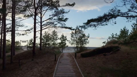 Wooden boardwalk through pine dunes leading toward windy sea under soft cloudy Stock Footage 346558412