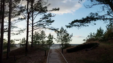 Wooden boardwalk through pine forest leading toward windy sea under soft evening Stock Footage 346558420