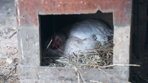 Wooden box with straw inside for brood hen nesting, white feathered hen laying 스톡 동영상 313078281