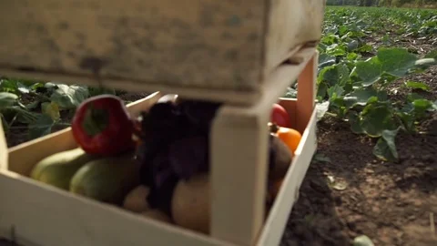 Wooden boxes with vegetables stand on the field Stock Footage 80415536