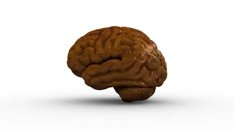 Wooden brain. Loop. Rotation. Spinning brain Stock Footage 231066916