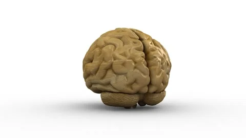 Wooden brain. Loop. Rotation. Spinning brain Stock Footage 231066932