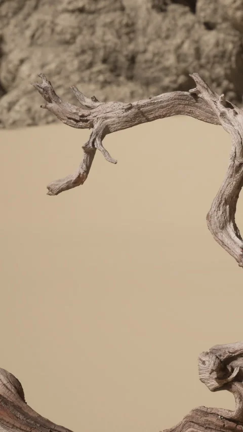 Wooden branches stand on sandy ground in a natural setting under blue sky Stock Footage 341986433